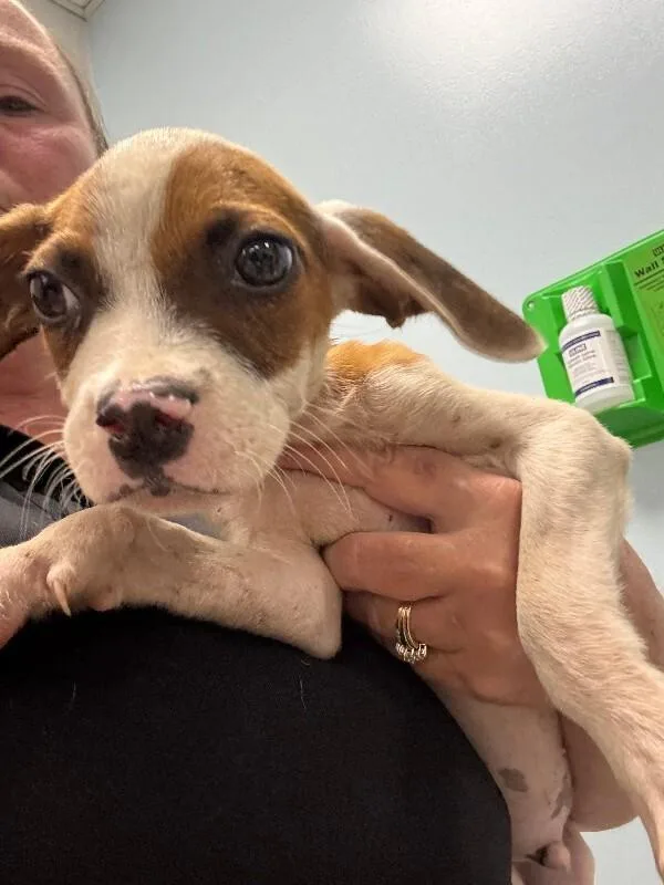 A young small-sized male White / Cream Mixed Breed dog named Ezra for adoption in Mobile, AL