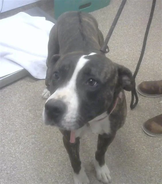 An adult medium-sized male Pit Bull Terrier dog named Cocopuff for adoption in Albuquerque, NM