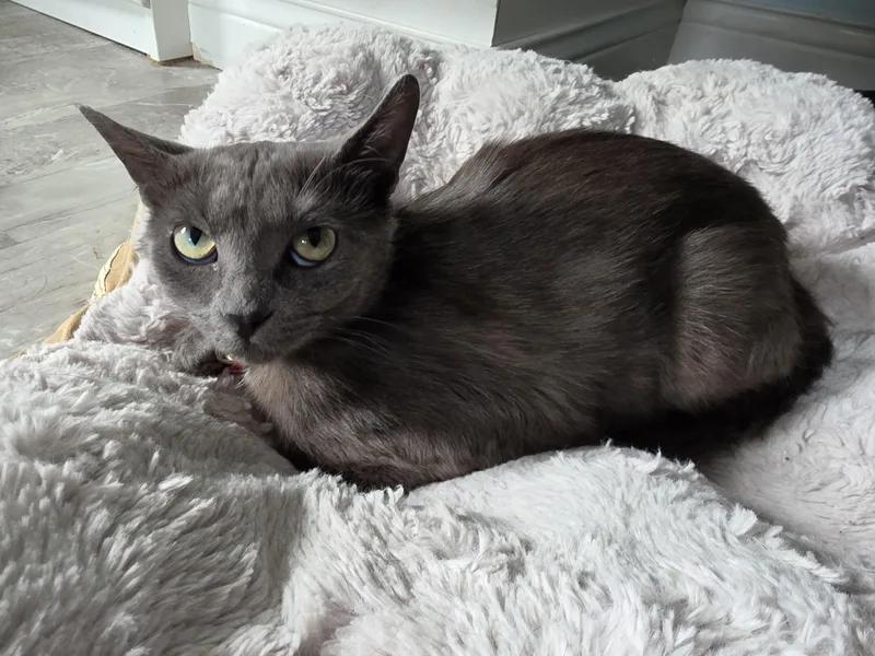A young medium-sized female Gray / Blue / Silver Domestic Short Hair cat named Trixie for adoption in Saint Paul, MN