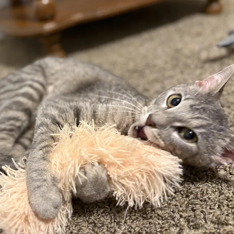 A young medium-sized female Tabby (Gray / Blue / Silver) Domestic Short Hair cat named Pearl for adoption in Liverpool, TX