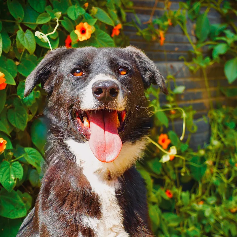 An adult medium-sized female Border Collie dog named Azzi for adoption in San Diego, CA