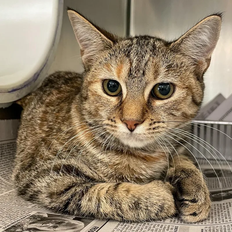 An adult large-sized female Brown / Chocolate Domestic Short Hair cat named Popsicle for adoption in Charlottesville, VA