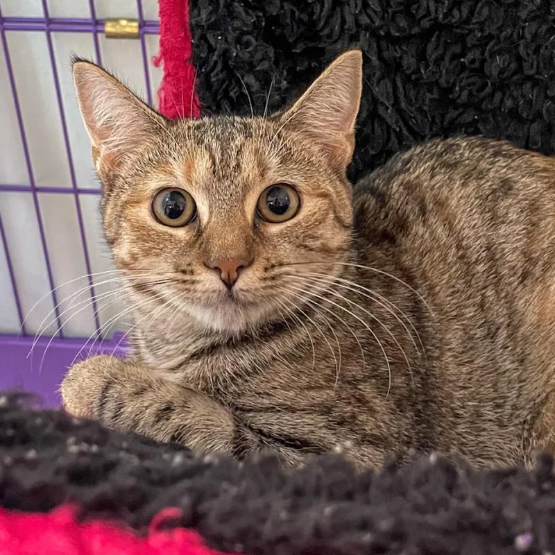 Popsicle thumbnail 2