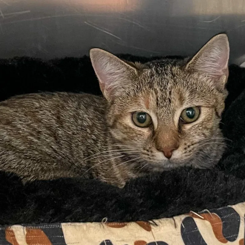 Popsicle thumbnail 3