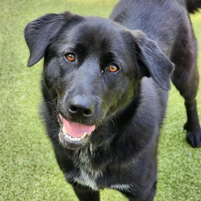 A young large-sized female Mixed Breed dog named Chessy for adoption in Edmond, OK