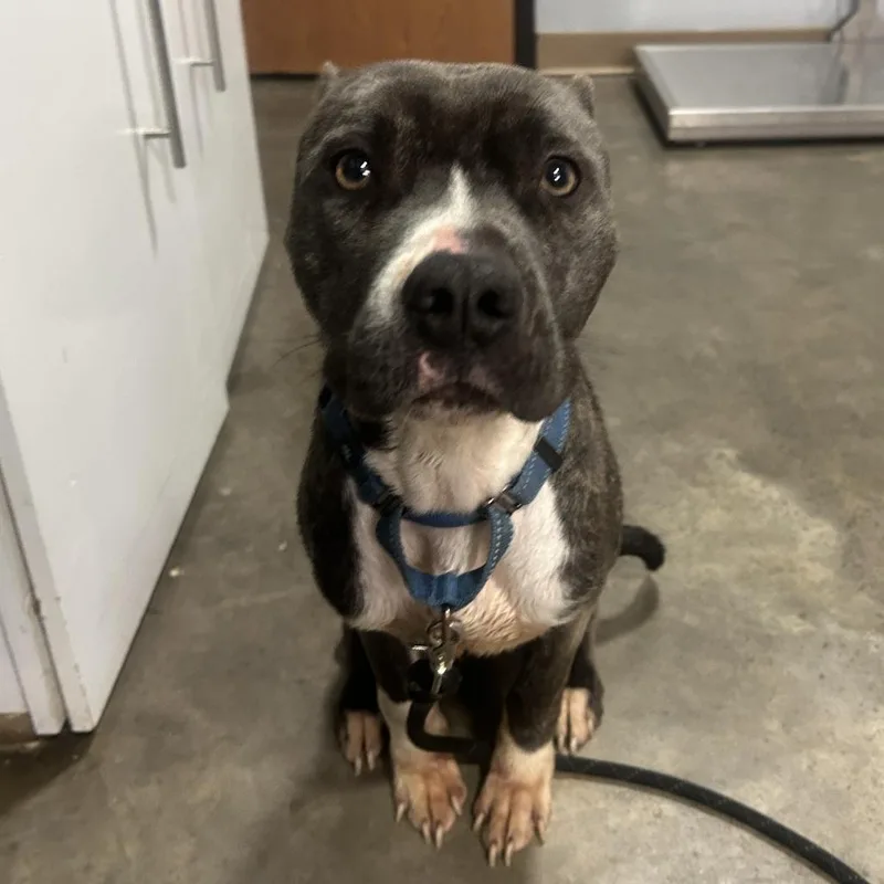 An adult medium-sized male Gray / Blue / Silver Pit Bull Terrier dog named Gunnther for adoption in Cabot, AR