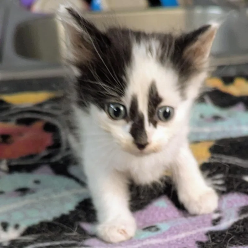 A baby small-sized male Domestic Long Hair cat named January for adoption in Brighton, MO