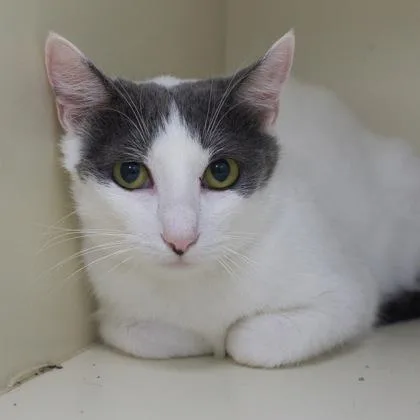 A young medium-sized female Domestic Short Hair cat named Sasha for adoption in Verona, WI