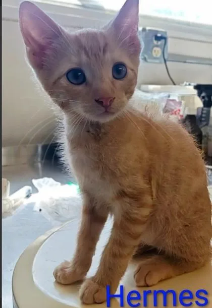 A young medium-sized male Domestic Short Hair cat named Hermes for adoption in Kansas City, MO