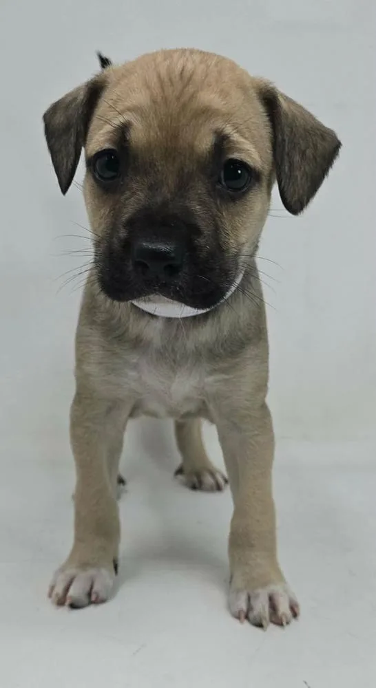 A baby medium-sized female Collie dog named Sylvie for adoption in Manhattan, NY