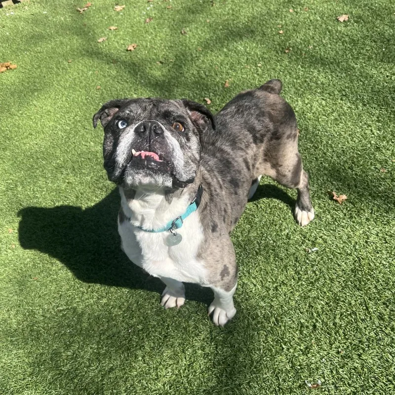 An adult medium-sized female Gray / Blue / Silver English Bulldog dog named Confetti for adoption in Hampton Bays, NY