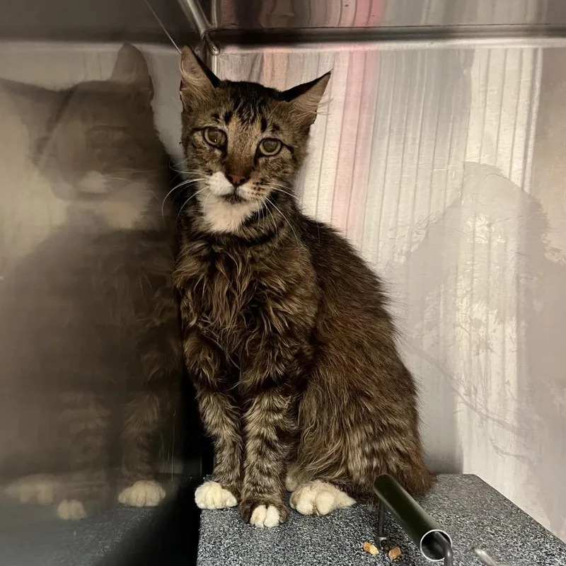 An adult medium-sized female Brown / Chocolate Domestic Short Hair cat named Gilberta for adoption in Edinburg, TX