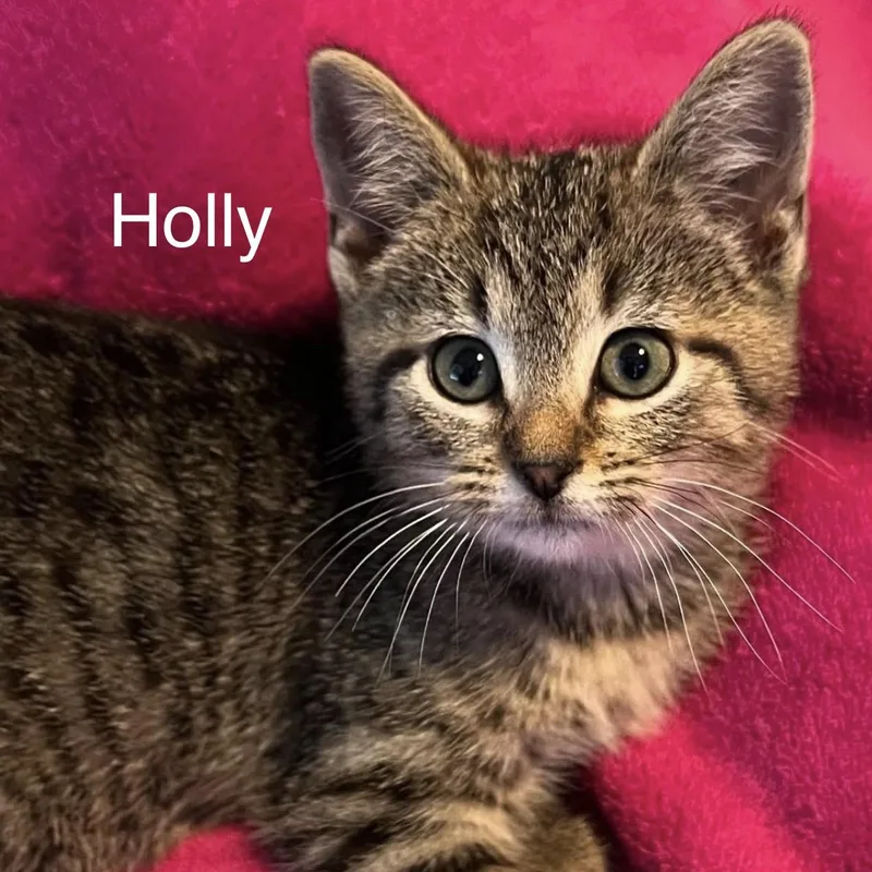 A baby medium-sized female Tabby (Brown / Chocolate) Domestic Short Hair cat named Holly for adoption in Murfreesboro, TN