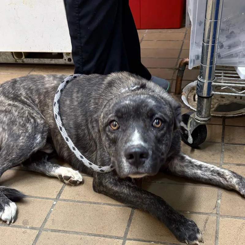 A young medium-sized male Brindle Pit Bull Terrier dog named Banjo for adoption in Birmingham, AL