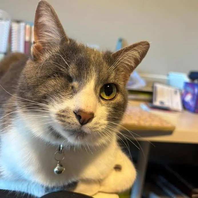 An adult small-sized male Gray / Blue / Silver Turkish Van cat named Mouse for adoption in Bountiful, UT