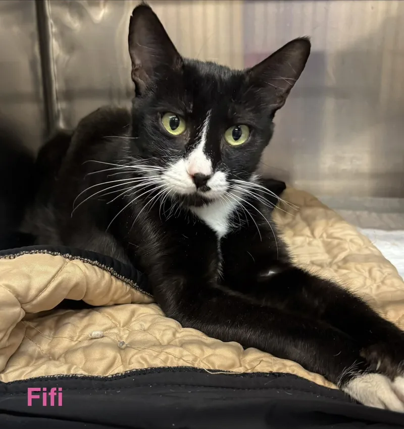 An adult medium-sized female Black & White / Tuxedo Tuxedo cat named FiFi for adoption in Las Vegas, NV