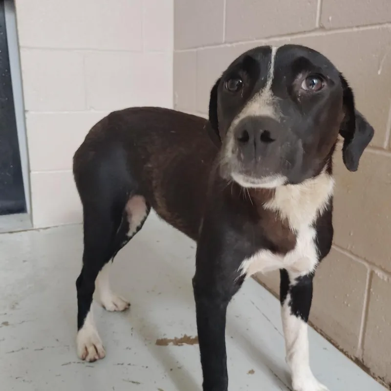 A baby medium-sized female Black Australian Cattle Dog / Blue Heeler dog named April for adoption in Valley, AL