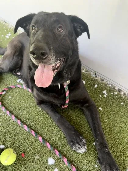 An adult extra large-sized male Great Dane dog named Kenobi for adoption in Fishers, IN
