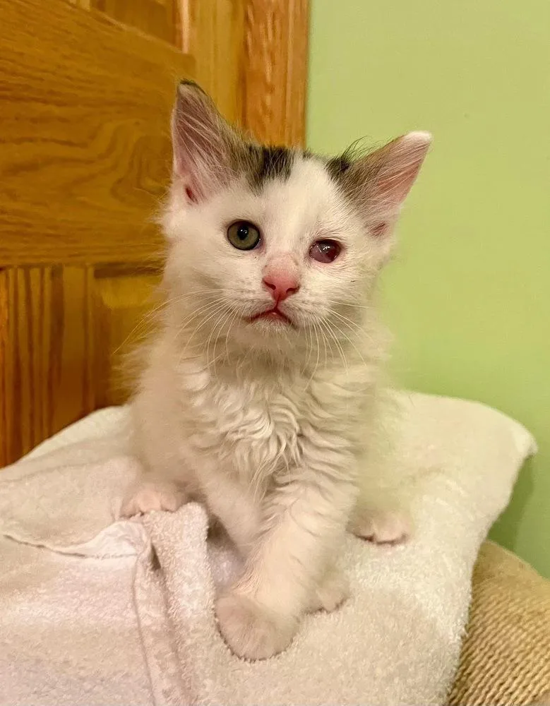 A baby small-sized male Black & White / Tuxedo Domestic Long Hair cat named Leroy for adoption in Dorr, MI