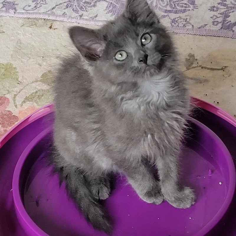 A baby medium-sized male Gray / Blue / Silver Domestic Long Hair cat named Foggy for adoption in Wyandotte, MI