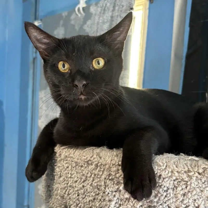 A young medium-sized male Domestic Short Hair cat named Bruno for adoption in Leander, TX