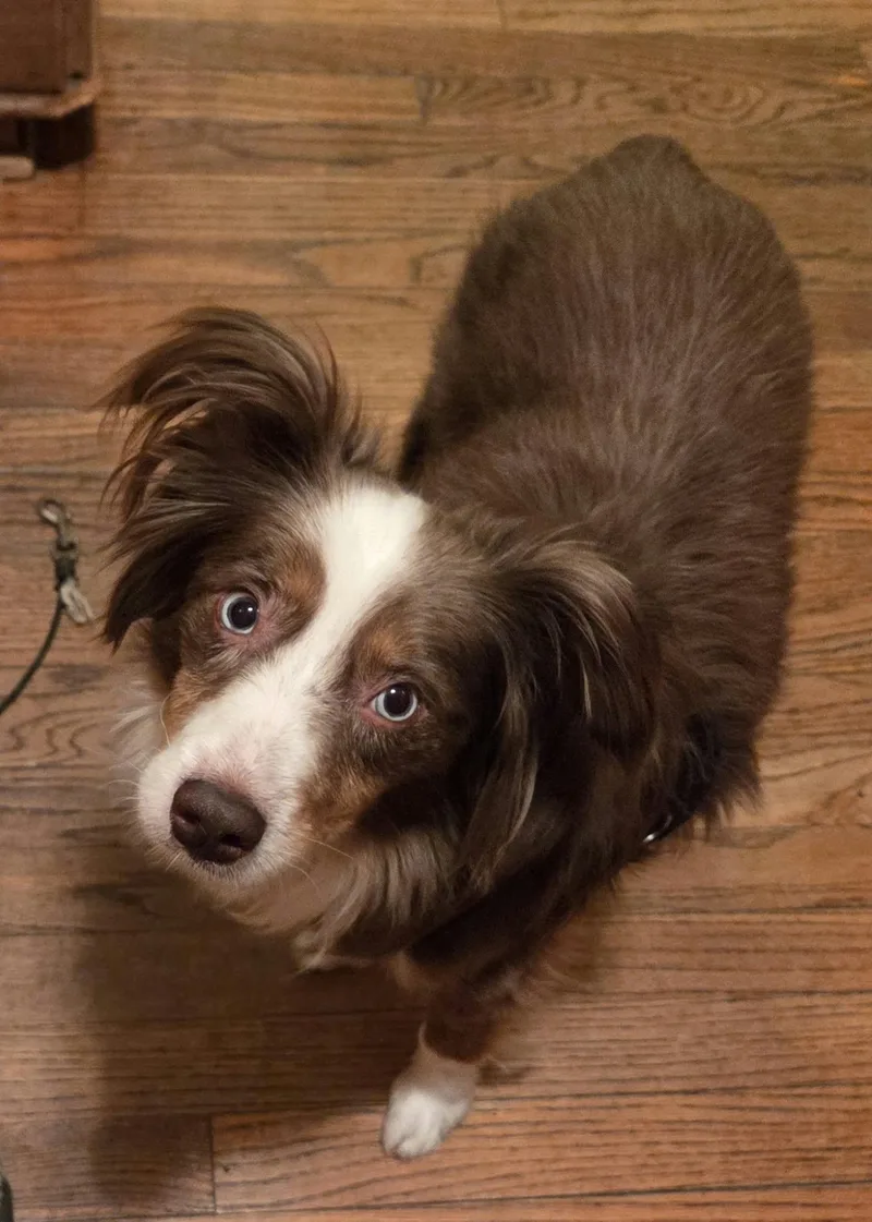 An adult small-sized male Australian Shepherd dog named Pint for adoption in Cedar Rapids, IA