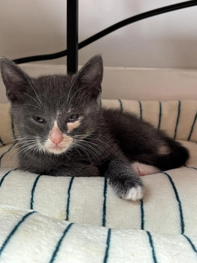A baby small-sized female Gray & White Domestic Short Hair cat named Hanky for adoption in Oak Park, MI