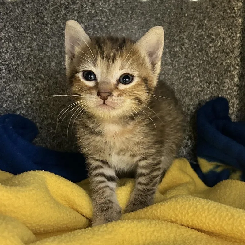 Fresca thumbnail 3