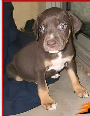 A baby small-sized male Labrador Retriever dog named Jack Jack for adoption in Mesa, AZ