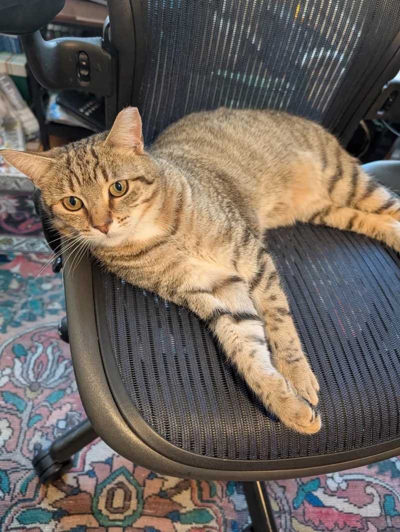 A young medium-sized male Tabby (Brown / Chocolate) Domestic Short Hair cat named Mic Drop for adoption in Alexandria, VA