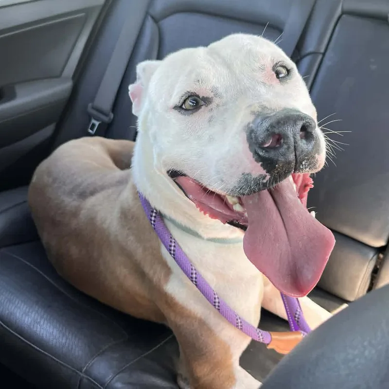 An adult large-sized male American Staffordshire Terrier dog named Cream for adoption in Long Island City, NY