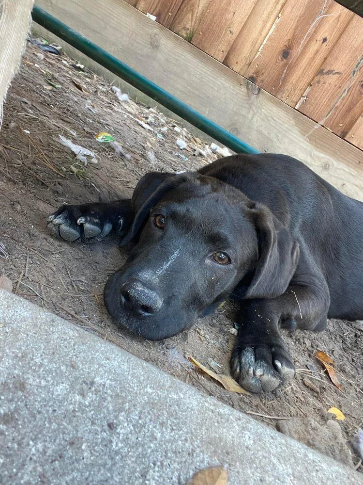 Jack Jack thumbnail 2