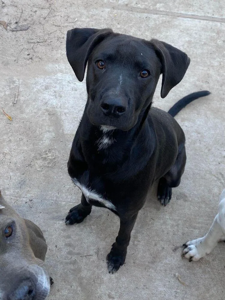 Jack Jack thumbnail 3