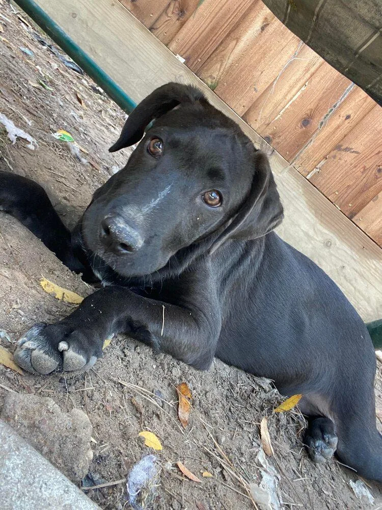 Jack Jack thumbnail 4