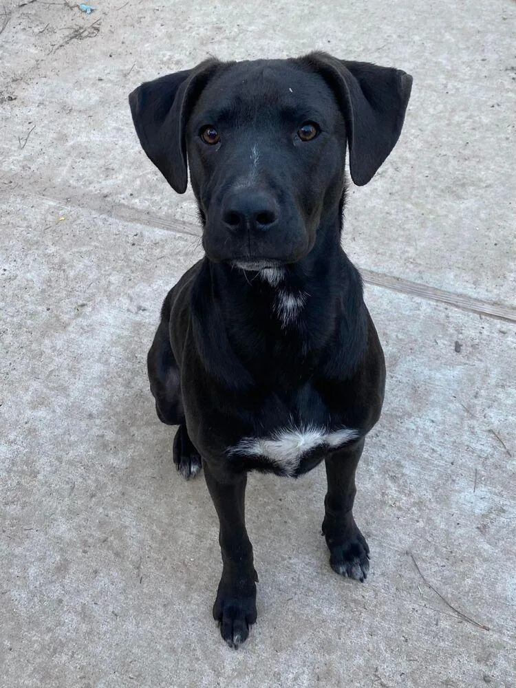 Jack Jack thumbnail 6