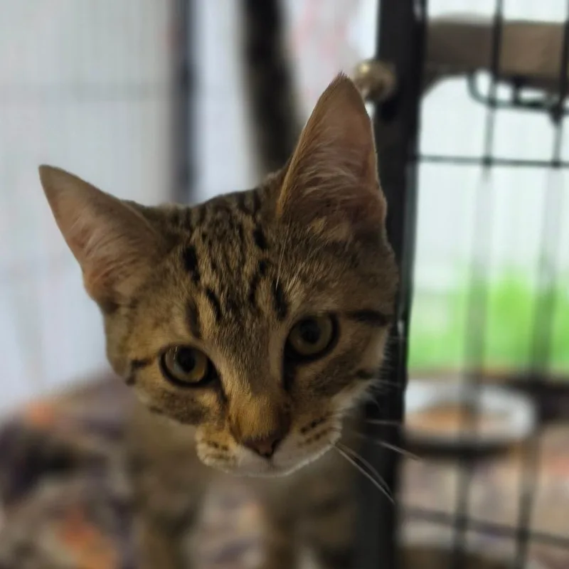 A young small-sized male Brown / Chocolate Domestic Short Hair cat named Water Balloon for adoption in Muncie, IN