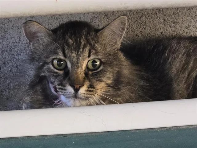 A young large-sized male Domestic Long Hair cat named George for adoption in Auburn, CA