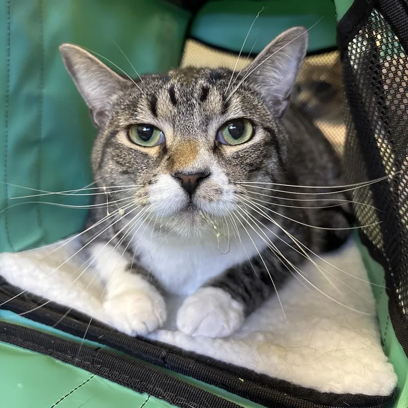 A young large-sized male Brown / Chocolate Domestic Short Hair cat named Oliver for adoption in Naples, FL