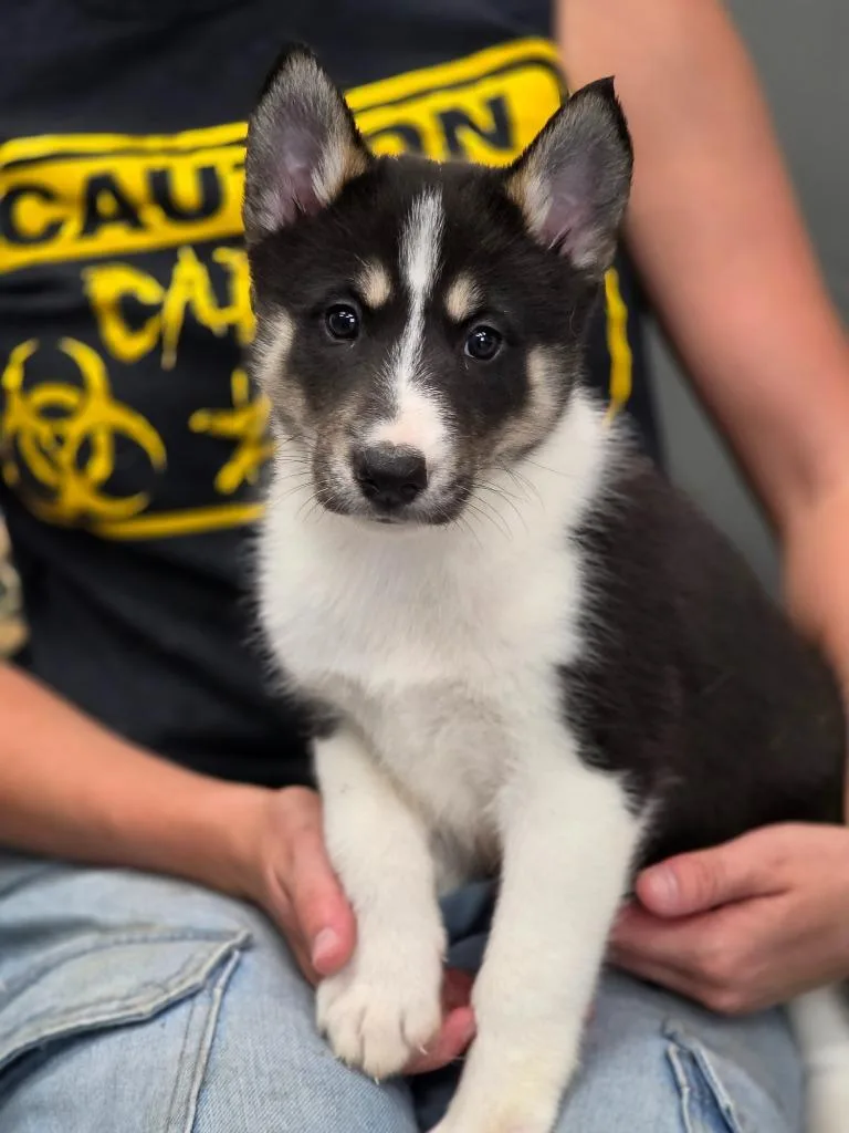 A baby small-sized female Collie dog named Echo for adoption in Carthage, MO