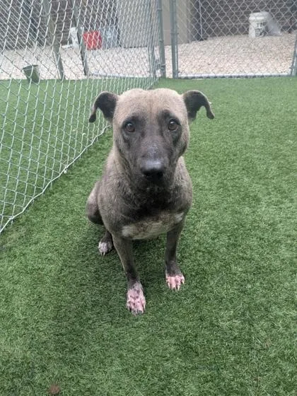 An adult large-sized female Mixed Breed dog named Dreamer for adoption in Louisburg, NC