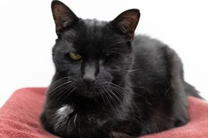 A senior medium-sized male Domestic Short Hair cat named Nier for adoption in Ringoes, NJ