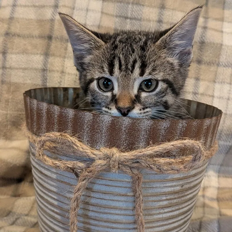 A baby small-sized male Brown / Chocolate Domestic Medium Hair cat named Flannel for adoption in La Grange, KY