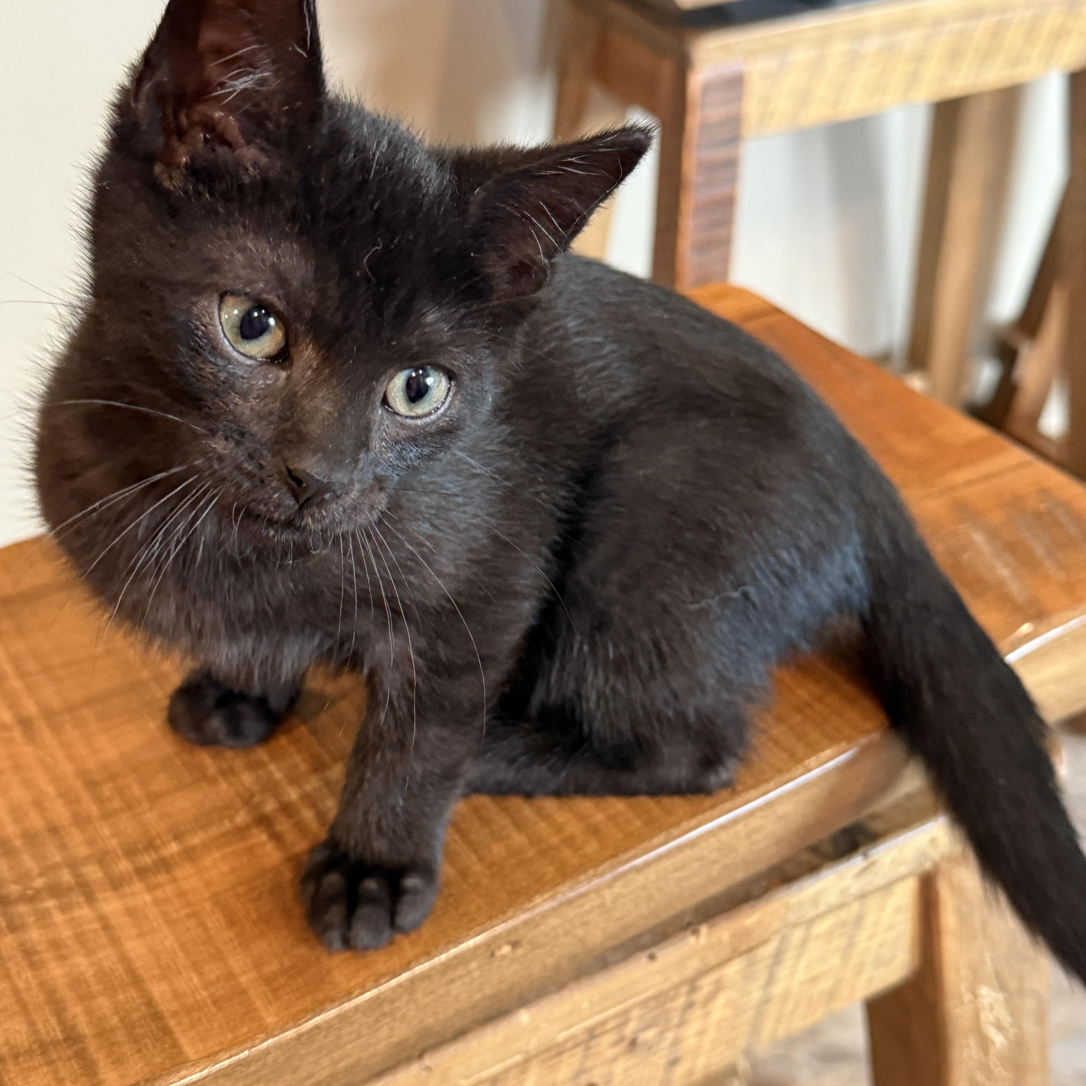 A baby small-sized male Black Domestic Short Hair cat named Nashville Wayne for adoption in Hartville, OH