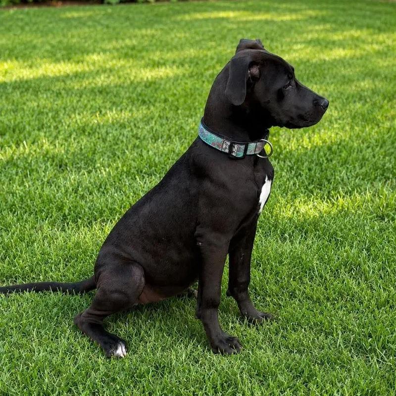 A baby large-sized female Great Dane dog named Dahlia for adoption in Shinnston, WV