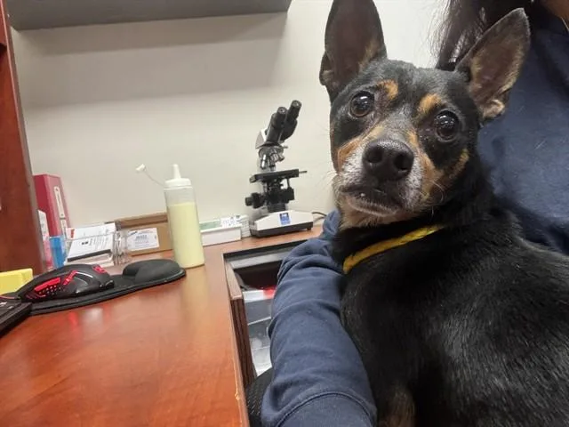 An adult small-sized male Chihuahua dog named Papi for adoption in Pasadena, TX