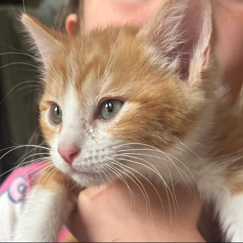A baby small-sized male Orange / Red Domestic Short Hair cat named Shy Guy for adoption in Spokane, WA