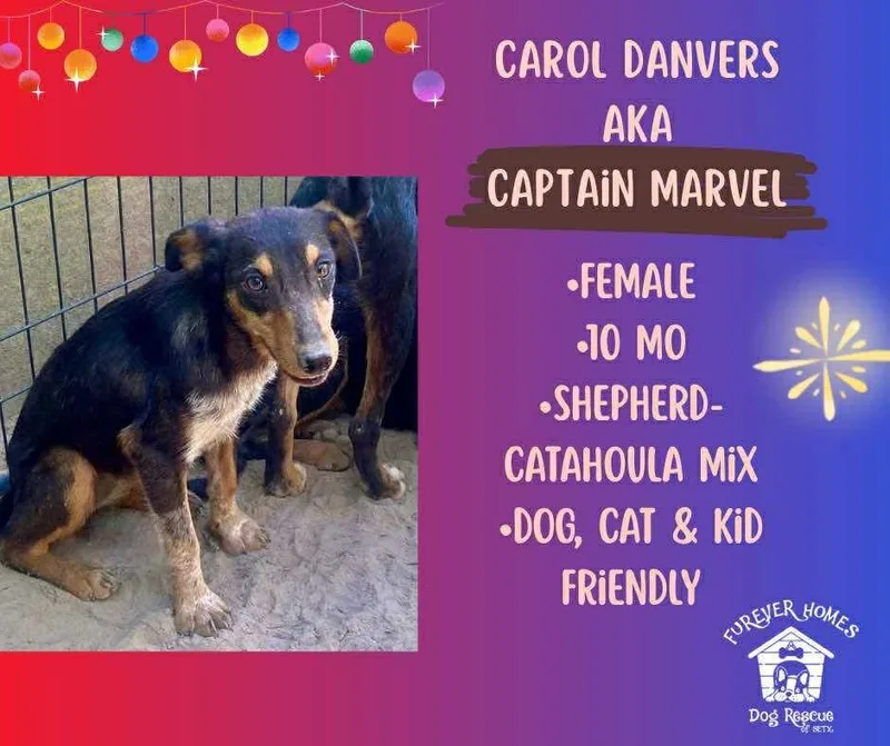 Carol Danvers Aka Captain