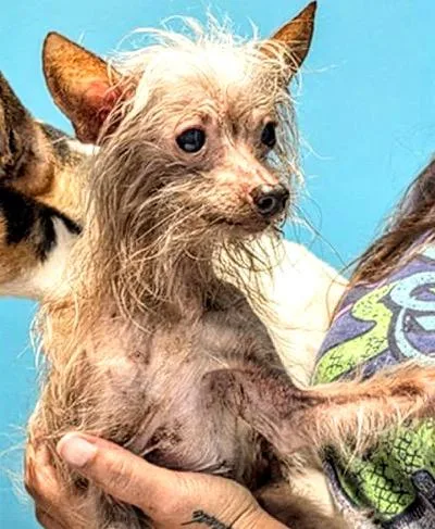 A senior medium-sized male Chinese Crested Dog dog named A for adoption in Houston, TX