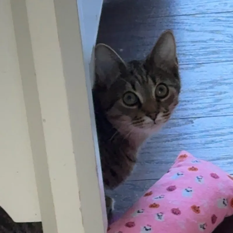 A young medium-sized male Tabby (Gray / Blue / Silver) Domestic Short Hair cat named Alfalfa for adoption in Huddleston, VA