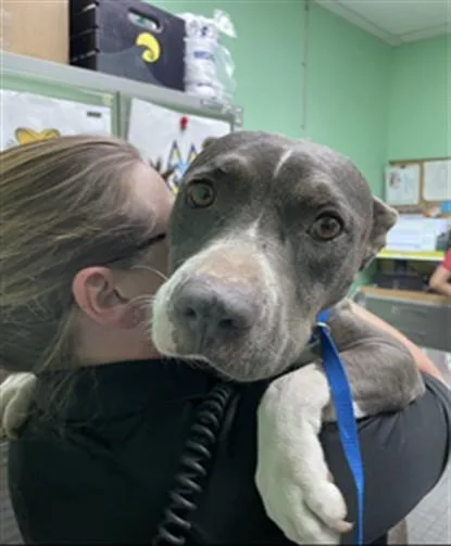 An adult medium-sized female Pit Bull Terrier dog named Ladybug for adoption in Killeen, TX
